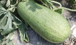 夏天可以吃瓜季吗,夏日瓜果飘香季